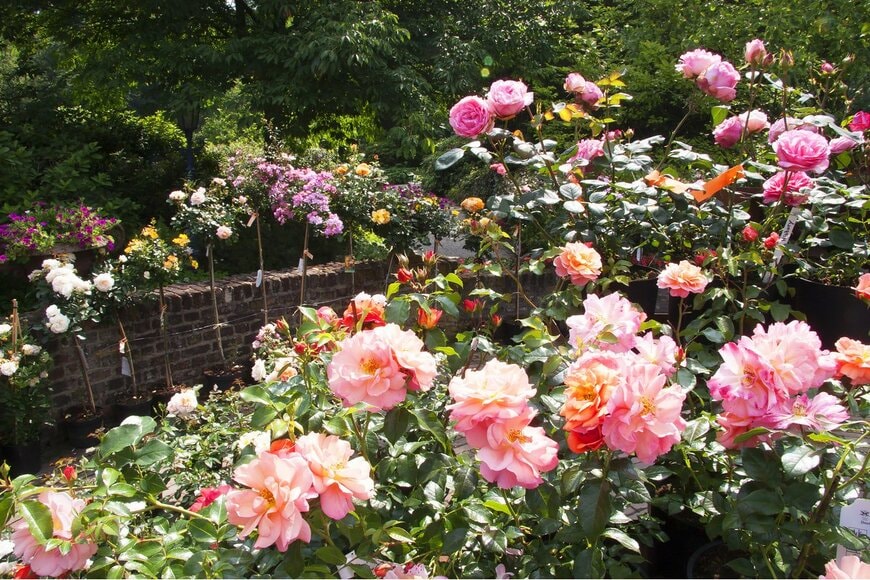 Dirk M. de Boer/Shutterstock.com