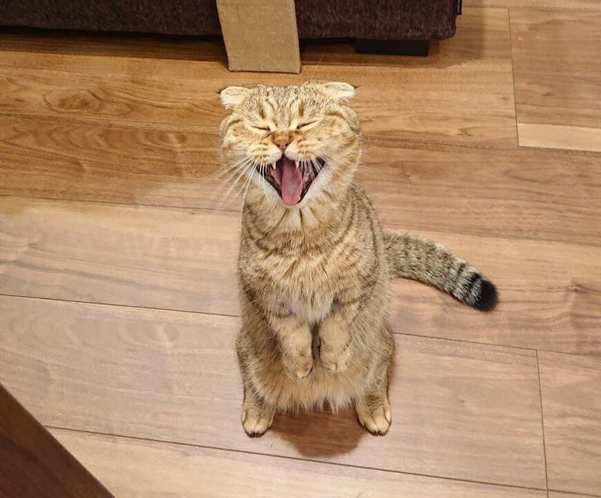 出所：@ponpokopontanu