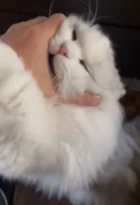 出所：@NEKOLAND13