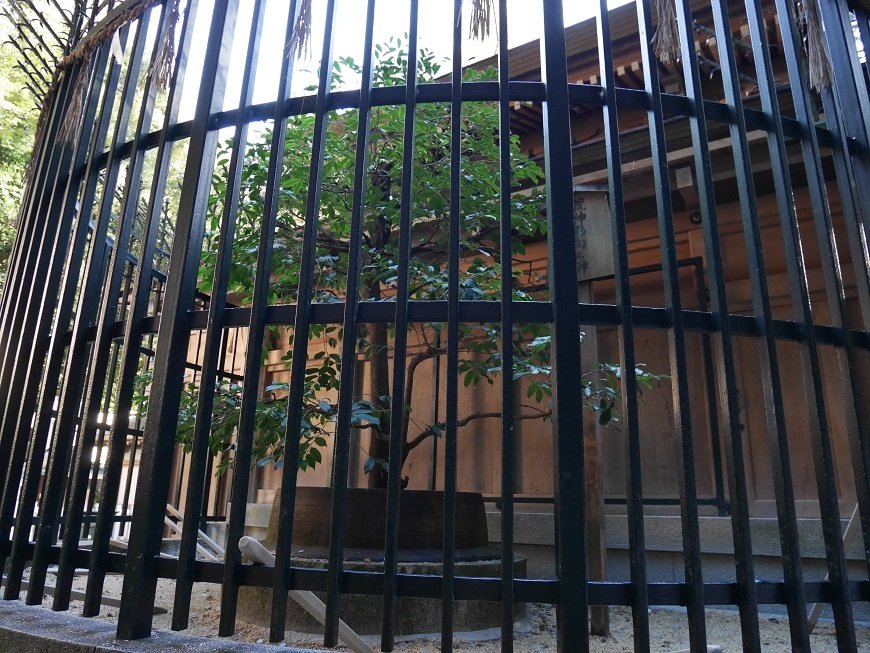 清荒神清澄寺（荒神影向の榊）