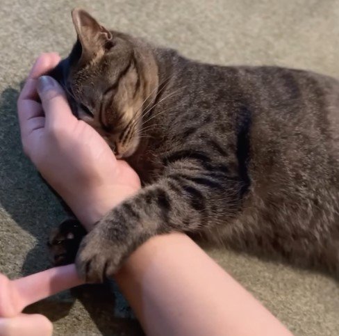 出所：@omame_mamegram