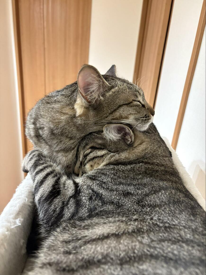 出所：@kagisuzu0531