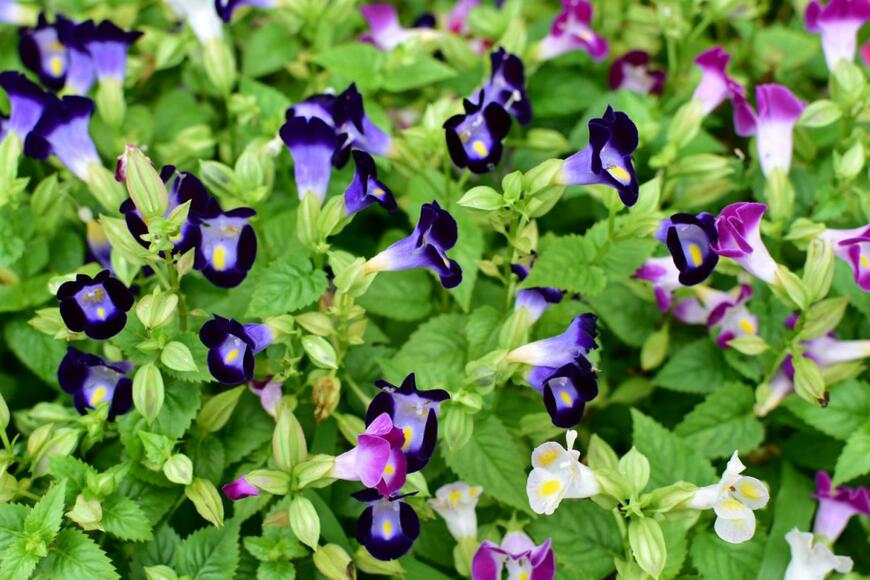 Santi.m/shutterstock.com