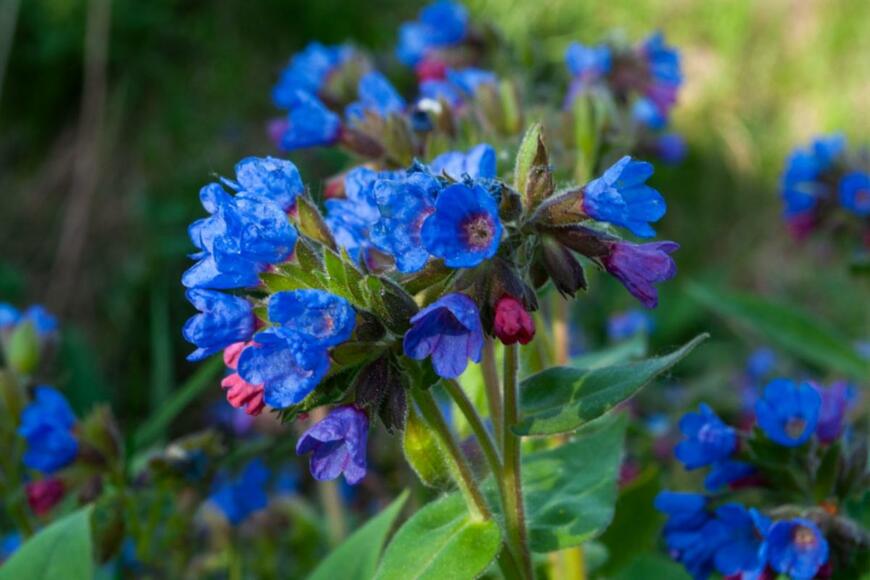 Svitlyk/shutterstock.com