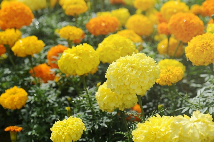 kuarmungadd/istockphoto.com