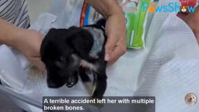 【保護犬】1kg未満の小さな命 親友と出会い、生きる希望を取り戻すまでの軌跡