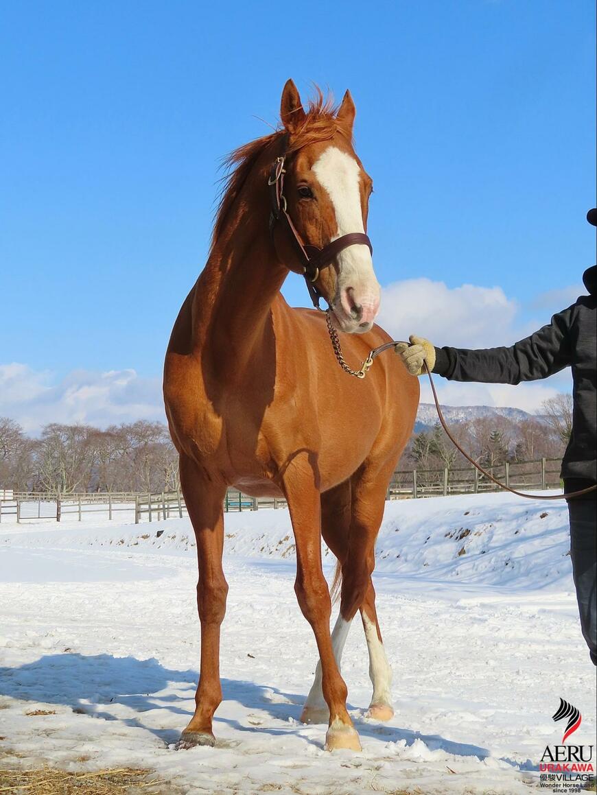 出所：うらかわ優駿ビレッジAERU 