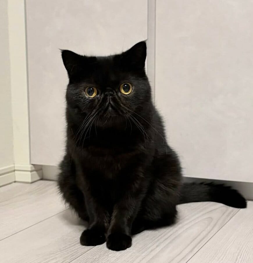 出所：@kotetsu_0420