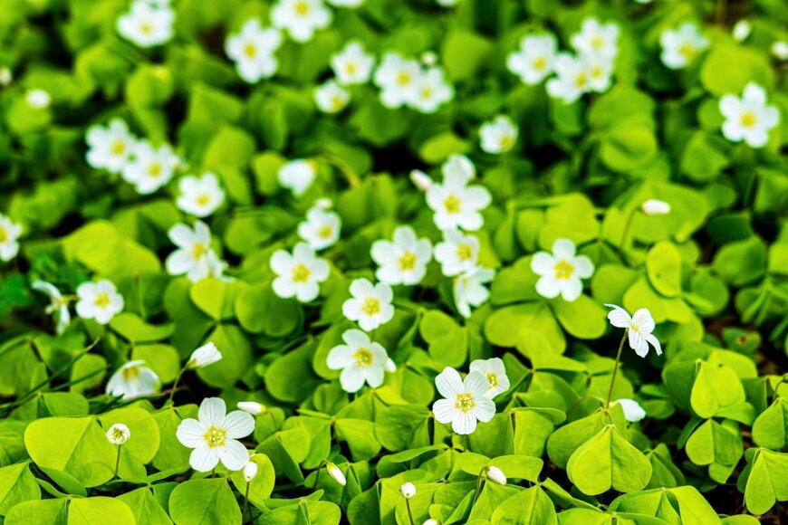 Eugene_Photo/shutterstock.com