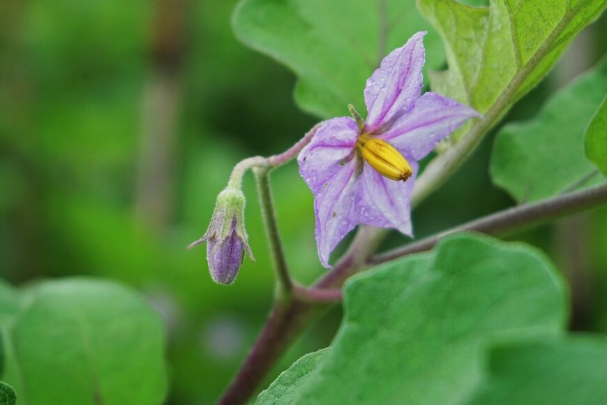 Meilisa Dwi N/Shutterstock.com