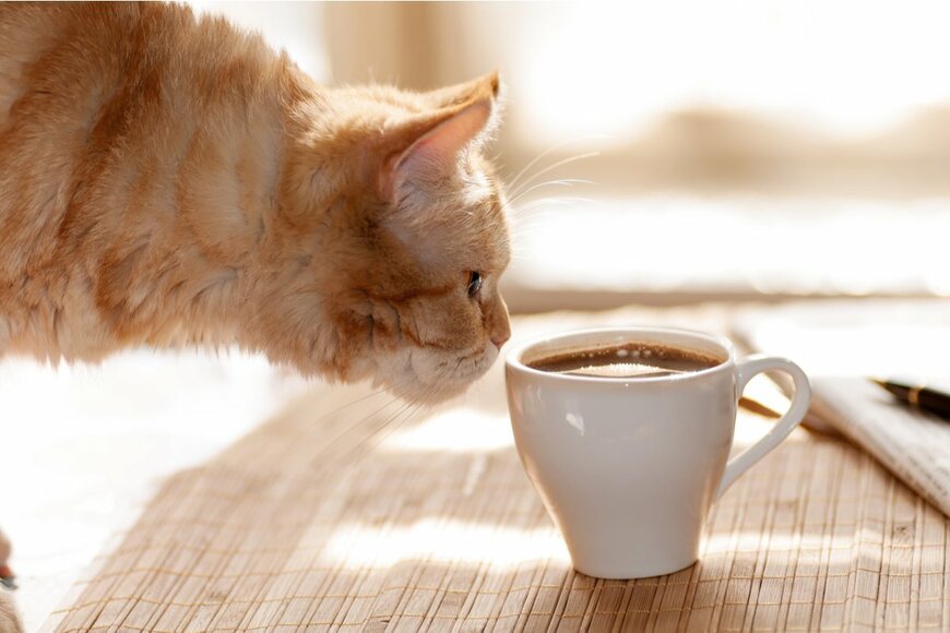 保護猫カフェと猫カフェの本当の違いはなにか？ 行くお店の選び方も解説！