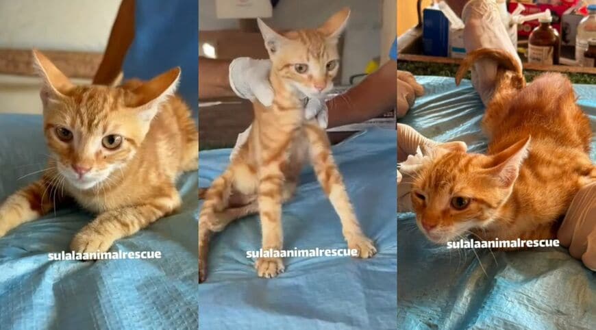 出所：<u><a href="https://www.instagram.com/p/DbeE7FBI3od/" target="_blank">@sulalaanimalrescue</a></u>
