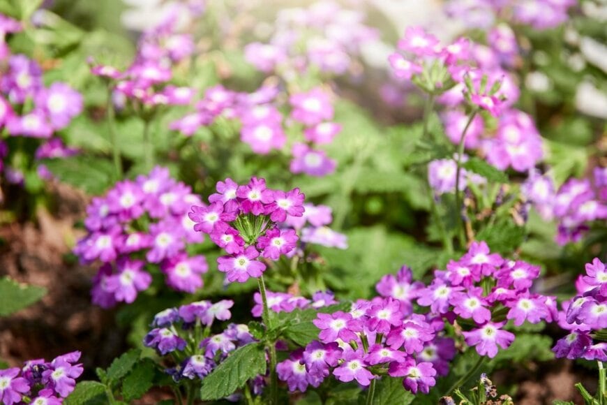 紫色の花を咲かせている宿根バーベナ