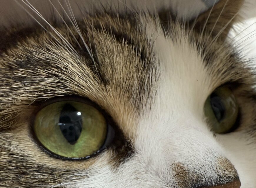 iPhone16で撮影された猫