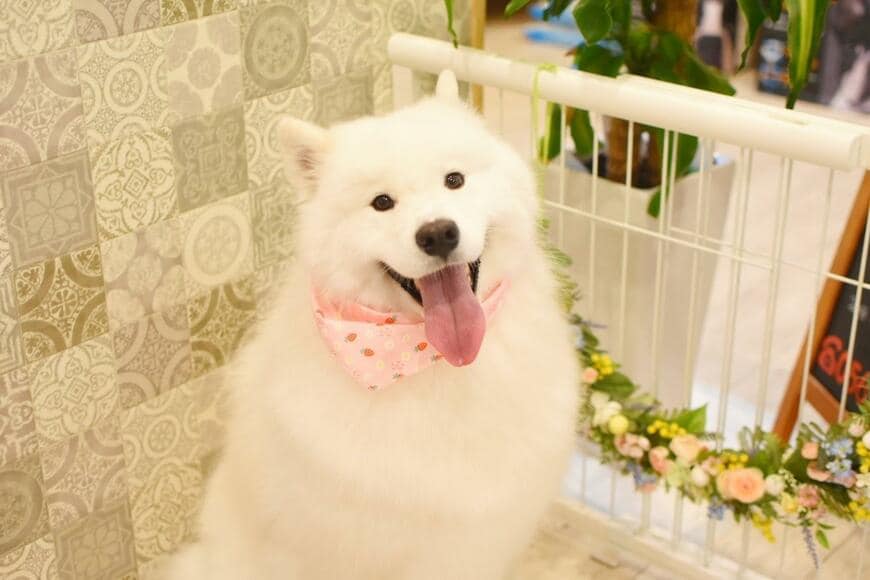 サモエドの「こはく」ちゃん