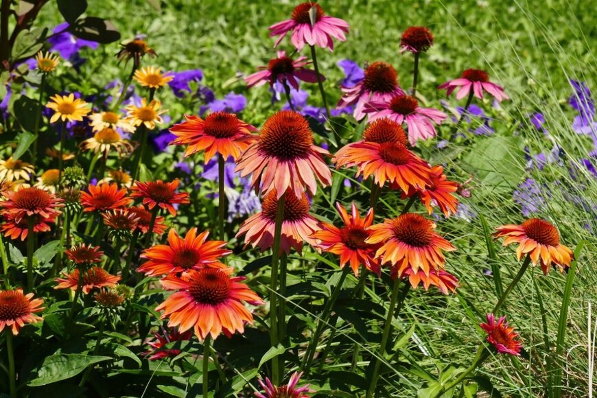 エキナセアの花。