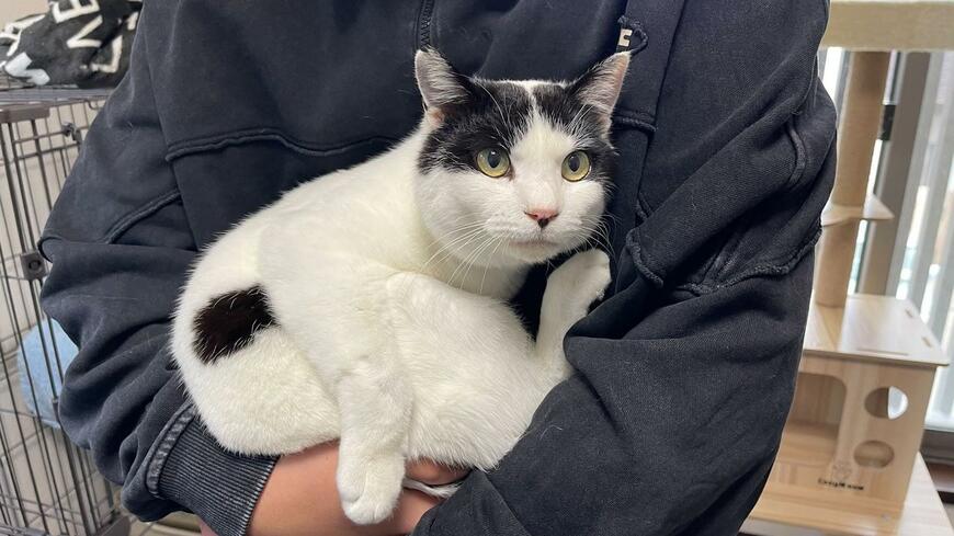 猫のかわいい姿