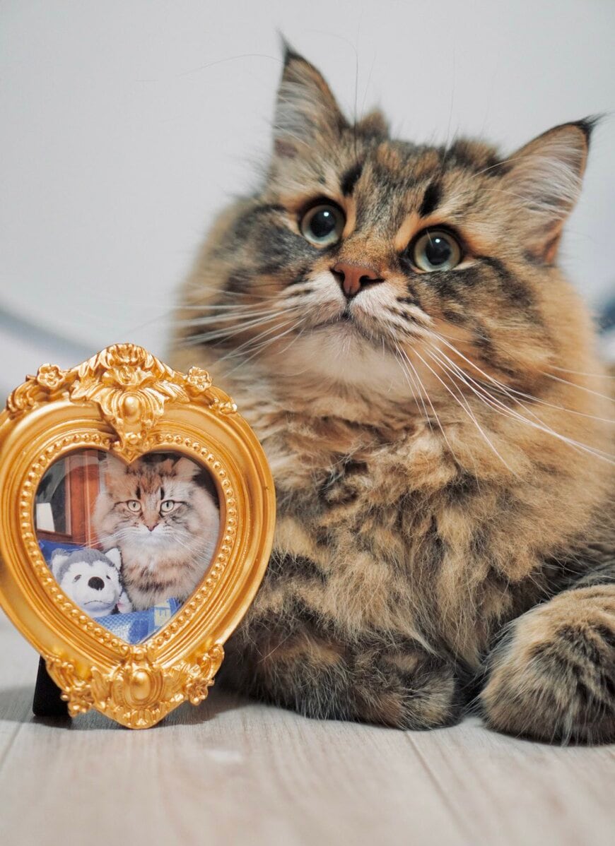 ロイヤル感ただよう写真