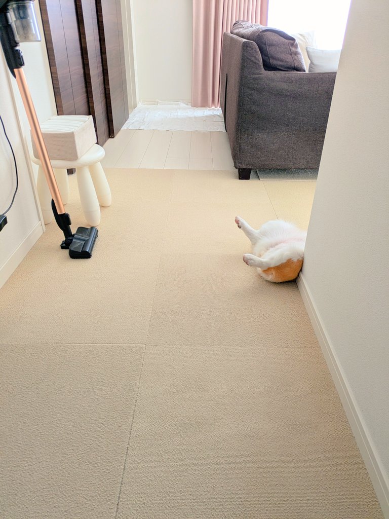 ゴミ出しから帰ってきたときの犬