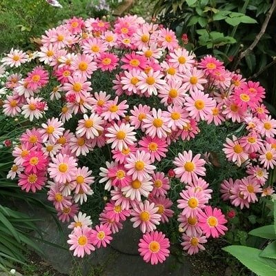 出所：PROVEN WINNERS（R）　マーガレット