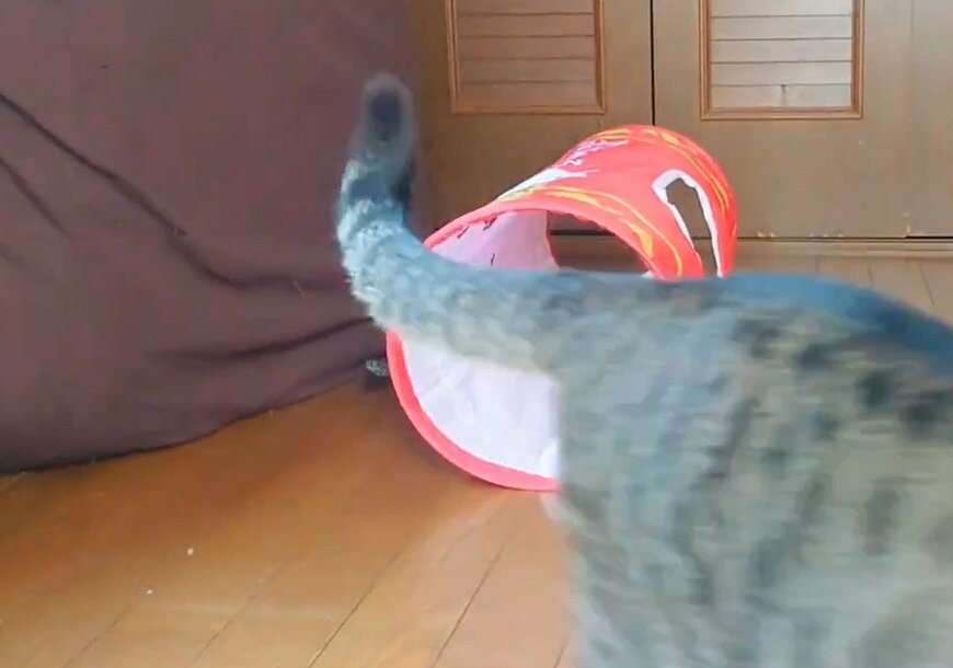 猫とトンネル