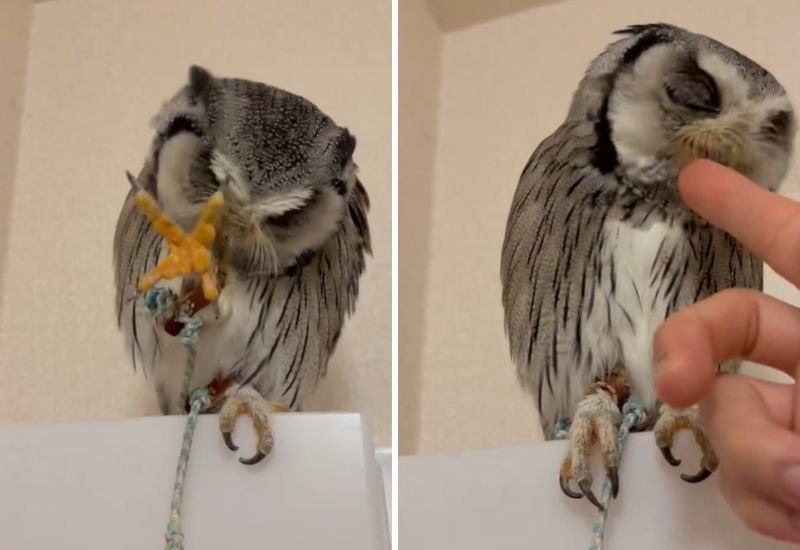 投稿動画のワンシーン