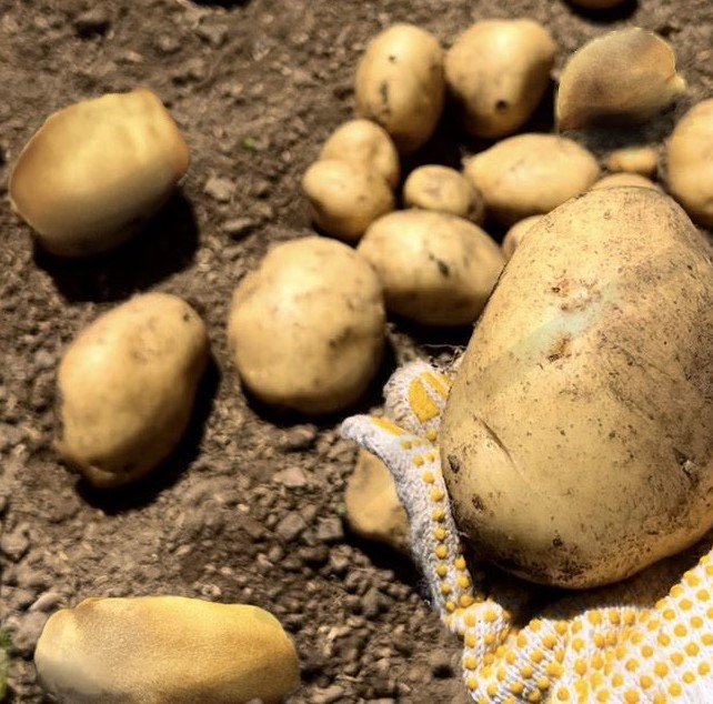 ジャガイモと犬