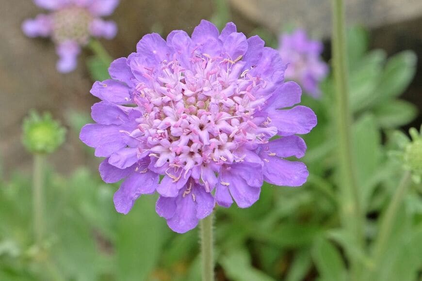 うす紫色の花を咲かせている、スカビオサ