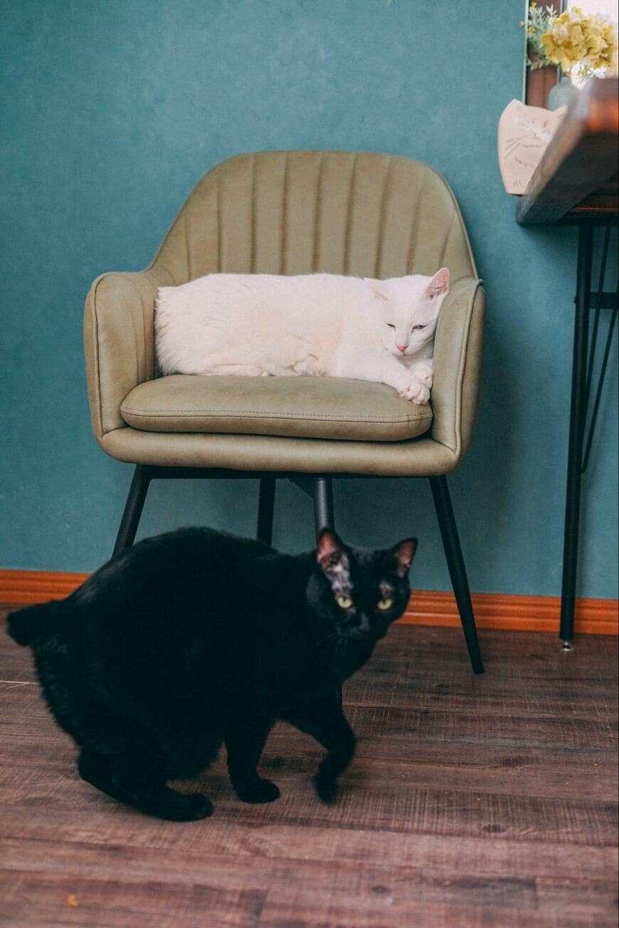 椅子と2匹の猫