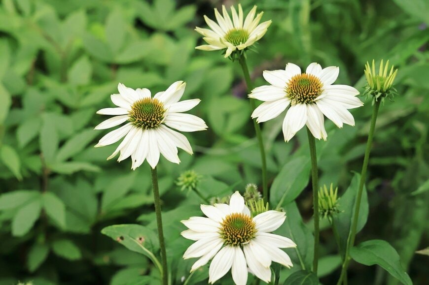 白い花を咲かせている、エキナセア