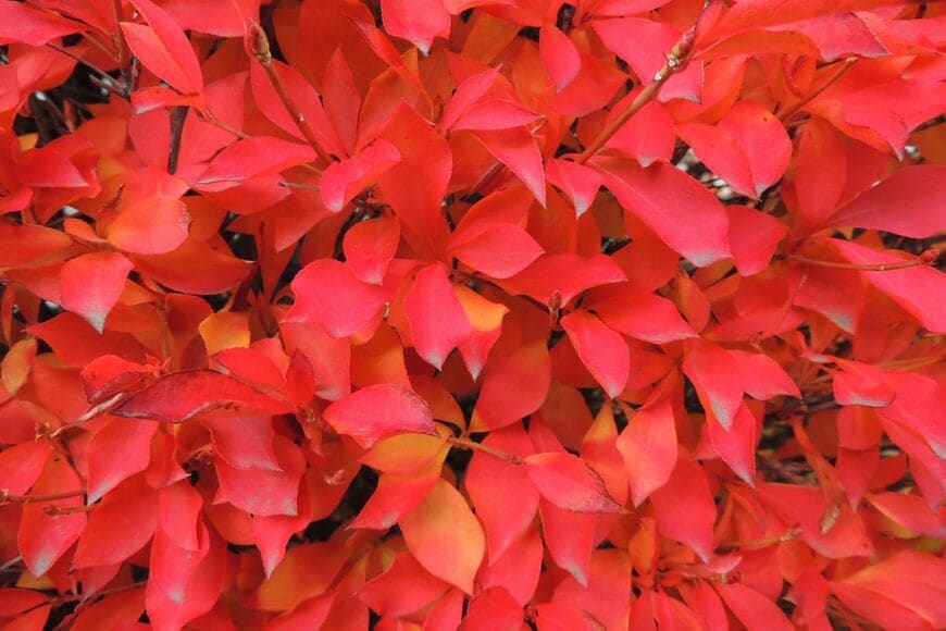 真っ赤に紅葉したドウダンツツジ