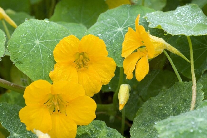 雨に濡れたナスタチウムの花。花の色は黄色。
