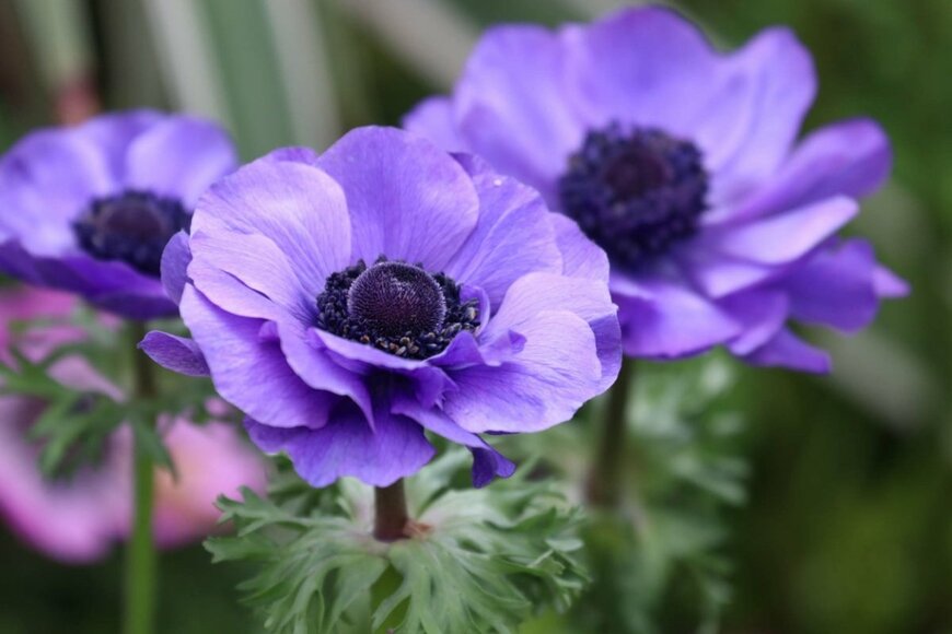 アネモネの紫色の大きな花が3つ咲いている