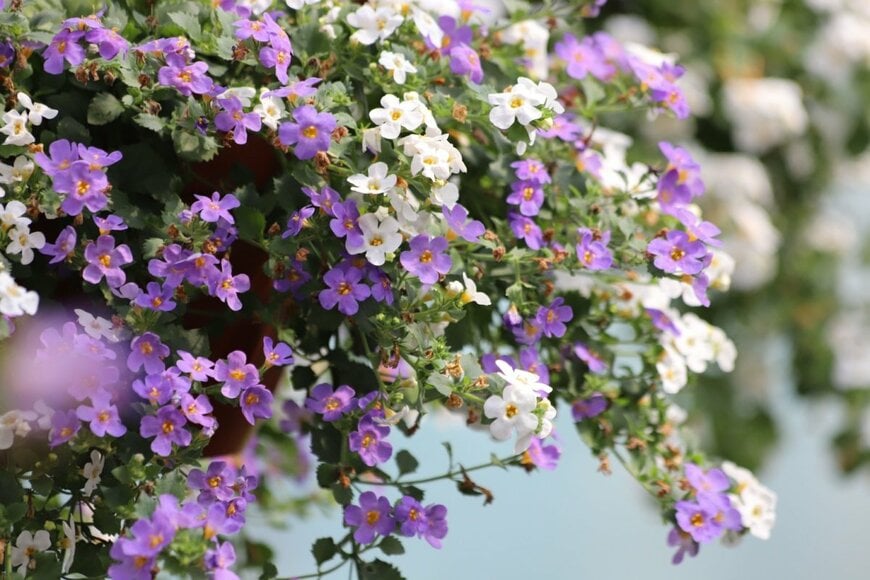 白とうす紫の小花を咲かせているバコパ