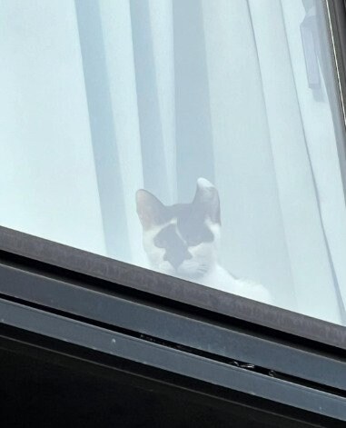 窓から覗く猫
