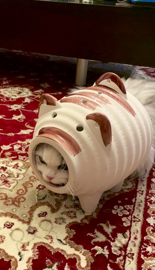 蚊取りニャン香