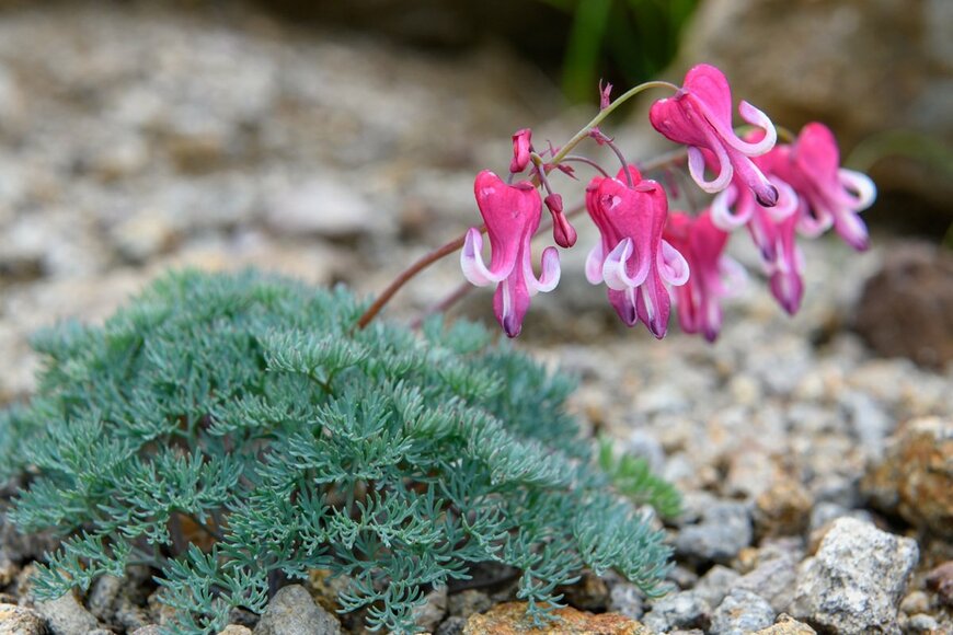 ピンクの花を咲かせている、コマクサ