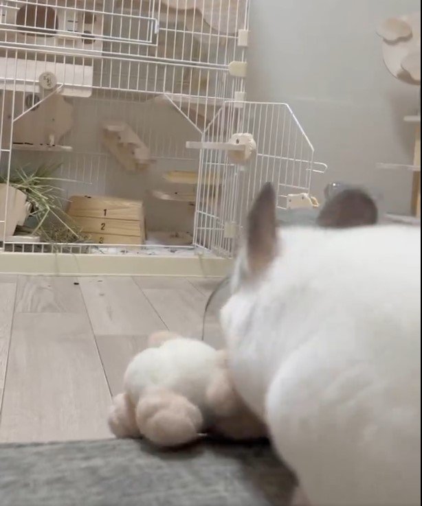 ぬいぐるみとチンチラ