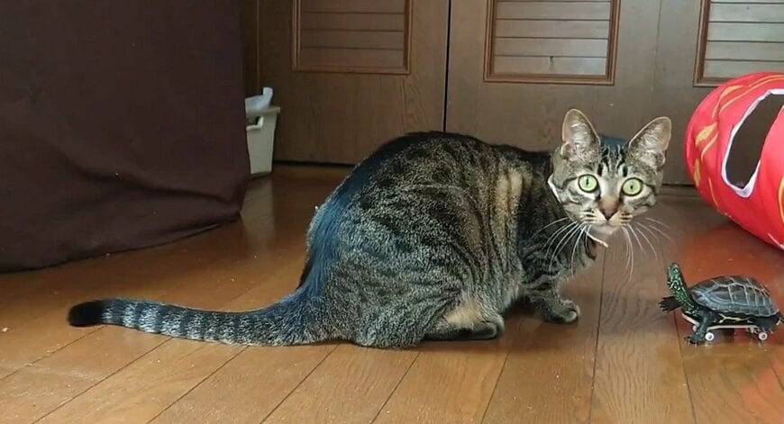 種族を超えて仲良しの猫の小雪ちゃんと亀の軍曹くん