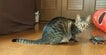 「亀は急には止まれない」スケボーで猫を追う亀の結末に笑ってしまう