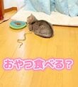 完全無視→飼い主さんのひと言で反応する猫ちゃんが話題「そこから出てくると思わなかったw」　