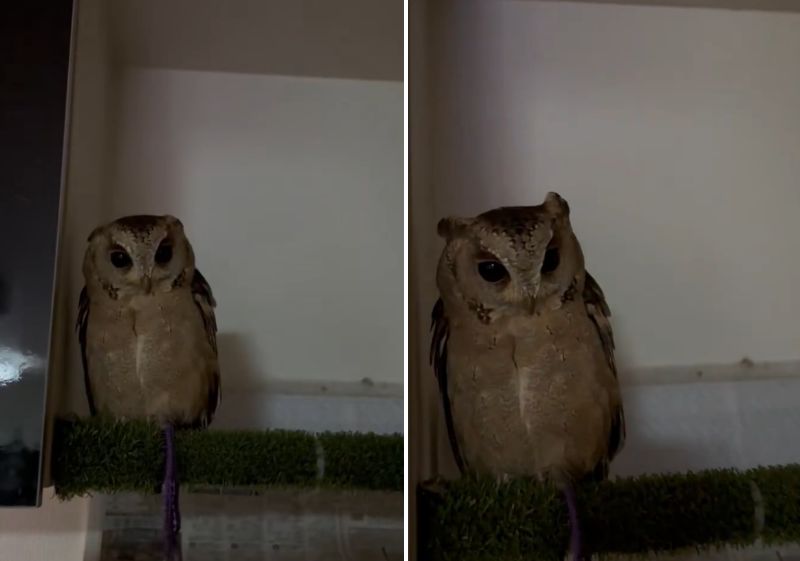 写真 | お部屋に戻りたくないフクロウさん 羽角を立たせて警戒するも、最終的にはおりこうさんな行動に思わずほっこり 察知能力の高さが伝わってき ...