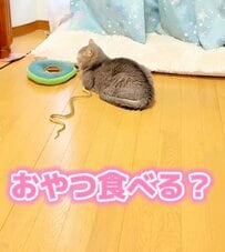 完全無視→飼い主さんのひと言で反応する猫ちゃんが話題「そこから出てくると思わなかったw」　