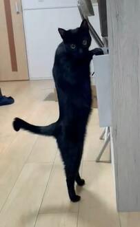 「バレた…」でも、そんなの関係ニャイ！箱を漁り続ける猫ちゃんが可愛い