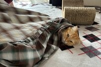 【身動きが取れない】妻のスカートの中に入り込んだ猫　夫「スイーツを食べてくる」→妻の強行策が話題に