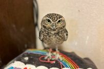 【ちょこんと立つフクロウ】ちんまりとした姿がキュート！まん丸お目目もたまらない