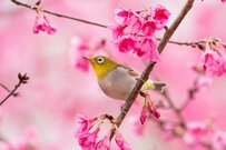 【厚生年金】40年間の平均月収が「約40万円」だった場合、老後の年金受給額は月額いくらになりますか？