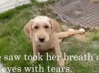 後ろ足が麻痺していた野良犬　保護後に判明した“予想外の事実”に反響