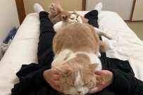 「10分1000円払う」お母さんの毛布になる猫軍団が温かそう