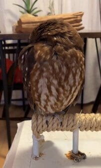 【びっくり！？】すやすや眠るフクロウさん　思わず飼い主さんも驚いた“不思議な姿勢”に「知らなかった」「かわいい」